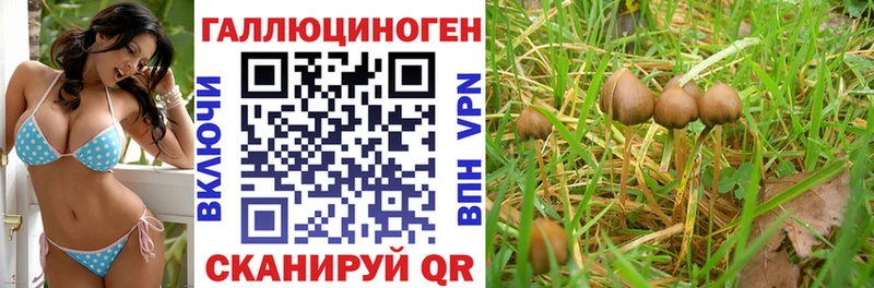 Псилоцибиновые грибы Psilocybe  Купить  Гаврилов-Ям 